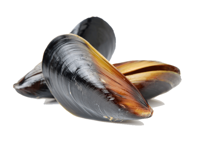 Mussel Machines